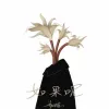 如果呢歌词 - 郑润泽