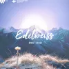 雪绒花歌词 - 张含韵