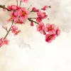 桃花诺 歌词 - 东皇落笙