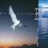 心痛 歌词 - 王杰 电影《至尊无上II之永霸天下》插曲